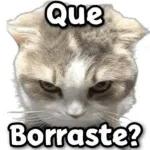 gatitos