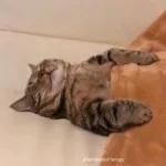 GRACIAS Cosita hermosa