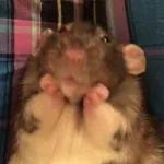 ratas y hamster