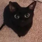 Videocats