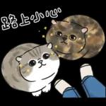 愛撒嬌的奶油小生 (虎斑貓)