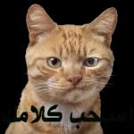 ببببببببببب