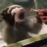 Monkeys
                            Get buck