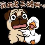 豆卡頻道-茶寶丸萌犬篇