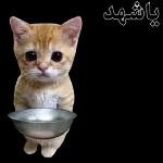 ليس