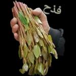 عنانه عنانه