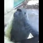 Monkeys
                            Get buck