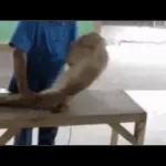 Monkey