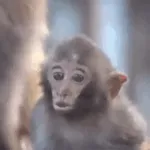 SIUUUU