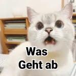 Katzen