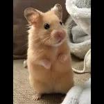 ratas y hamster