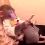 STAR WARS A NEW HOPE