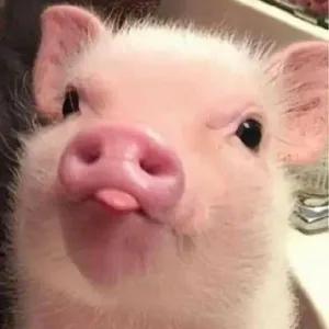This little piggy went to market. - getsticker.com
