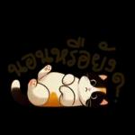 Hi I am a little bear