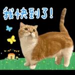 在幹森麼？小貓咪在呼叫中》〉》