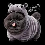 แมวดำ ฮิปโปแคระ