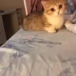 Video Cats