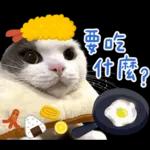 在幹森麼？小貓咪在呼叫中》〉》