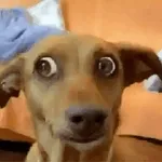 pendejo