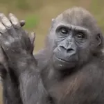 ...