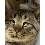 блин блинский