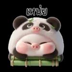 หมูแพนด้าน่ารักจังเลย