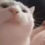 Videocats
