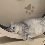 роллллллоог