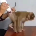 Monkeys
                            Get buck