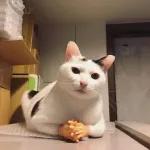 gatos 