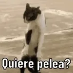 gatos 