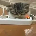 Pussy Cats