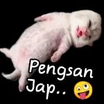 可爱小猫so cute😍