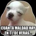 de toco morocho