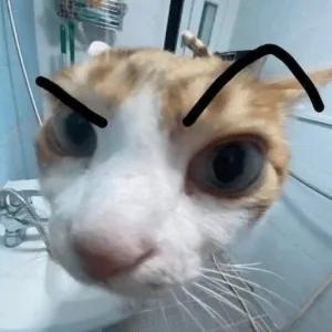 4zAKdJ