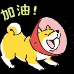 柴犬可愛使用貼圖合集