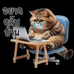 แมวถังแกสอ้วนตุ้บ 03