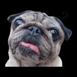 pug