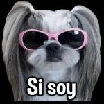 perrito
