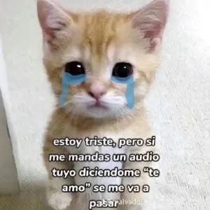 tAvYcq