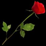 السلام عليكم