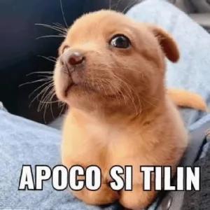 APOCO SI TILIN - getsticker.com