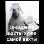 мое