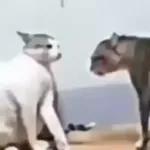 Videocats