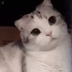 milife