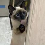 gaticos