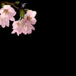 جزاكم الله خير الجزاء
في الدنيا والآخرة