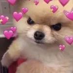 cute animal