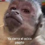 I'm a monkey, I don't work