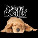 perrito